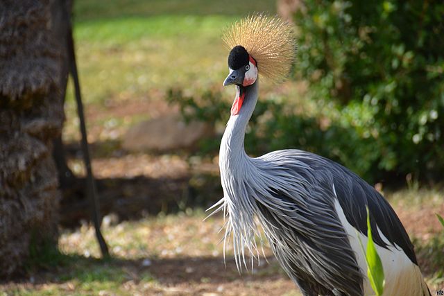 Jerusalem Zoo crested crane