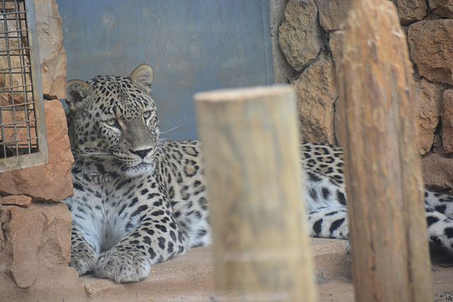 Jerusalem Zoo leopard