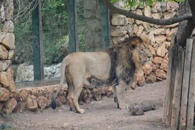 Jerusalem Zoo lion