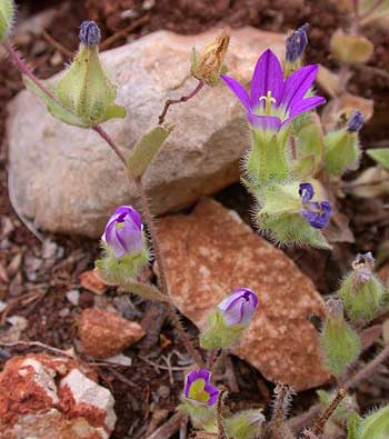 Flowers of Israel: Jerusalem bellflower (campanula hierosolymitana)