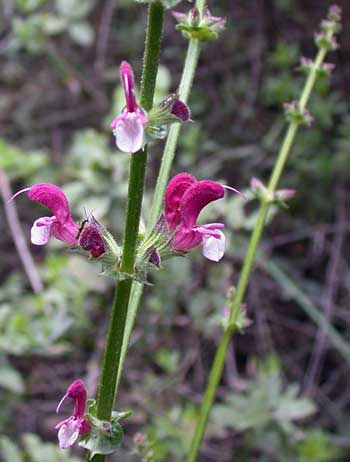 Jerusalem sage - salvia hierosolymitana