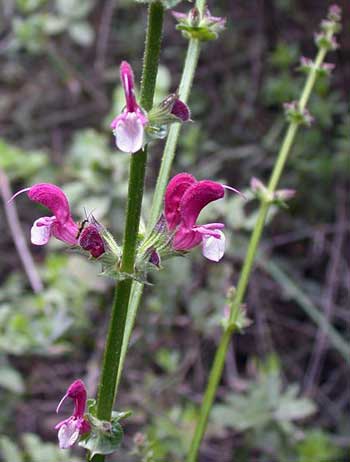 Jerusalem sage - salvia hierosolymitana Jerusalem sage - salvia hierosolymitana