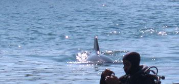 Man scuba diving in Eilat, swimming with dolphins