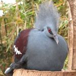 bird at Jerusalem zoo