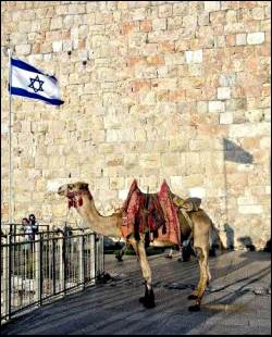 camel in Jerusale