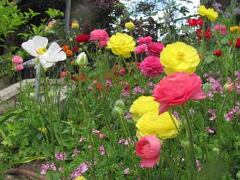 Ranunculus flowers at Jerusalem Botanical Gardens