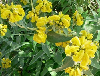 Jerusalem Sage - yellow blossoms of phlomis fruticosa Jerusalem Sage - yellow blossoms of phlomis fruticosa
