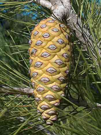 Flowers of Israel: Aleppo Pine (Oren Yerushalayim)