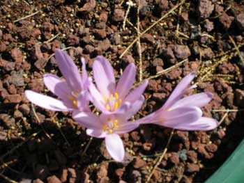 Flowers of Israel: Jerusalem Autumn Crocus (colchicum hierosolymitanum)