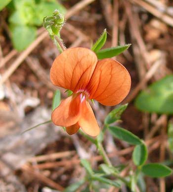 Flowers of Israel: Jerusalem Vetchling (lathyrus hirosolymitanus)