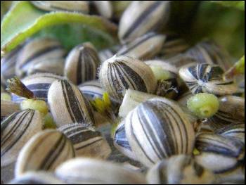 sunflower seed