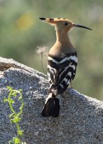 Hoopoe-Israel's national bird