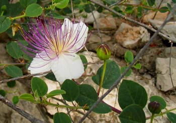 Capers  - healing plants of Israel