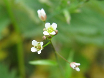 Shepherd's Purse - healing plants of Israel that grow all over Jerusalem