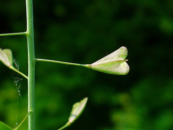 Shepherd's Purse grows in Jerusalem and is among healing plants of Israel.