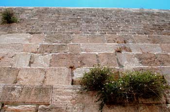 Capers, healing plants of Israel, growing in the Western Wall in Jerusalem