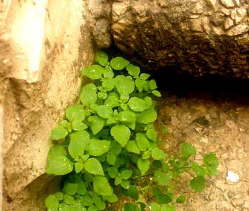 Chickweed, healing plants of Israel, growing in a Jerusalem sidewalk.