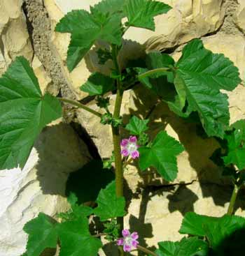 Healing plants of Israel: Mallow growing in Jerusalem