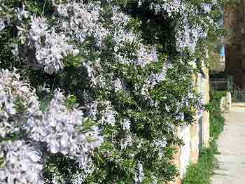 Healing plants of Israel: Rosemary growing on a wall in Jerusalem