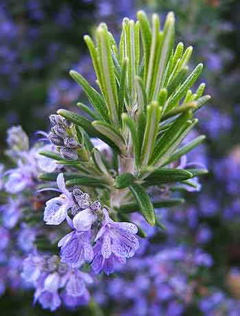 Rosemary, healing plants of Israel, which grow all over Jerusalem