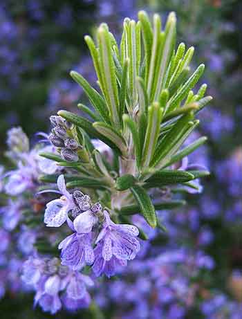 Rosemary, healing plants of Israel, which grow all over Jerusalem Rosemary, healing plants of Israel, which grow all over Jerusalem