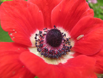 Kalanit poppy at Jerusalem Botanical Gardens