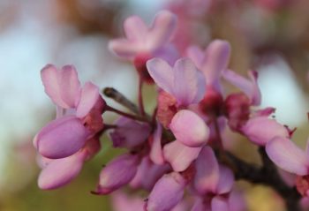 Jerusalem blossoms