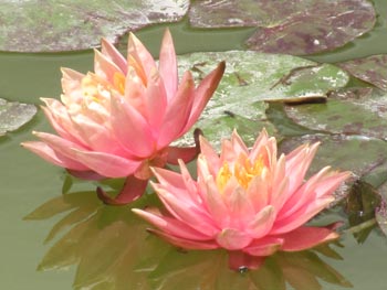 Jerusalem Botanical Gardens waterlilies