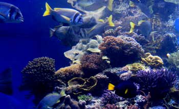 Fish swimming among coral at the Eilat Underwater Observatory Fish swimming among coral at the Eilat Underwater Observatory