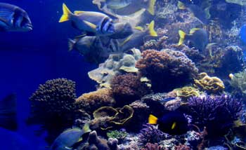 Fish swimming among coral at the Eilat Underwater Observatory