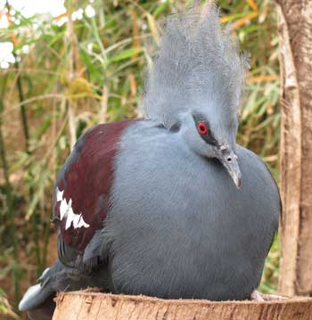 Bird at the Jerusalem Zoo