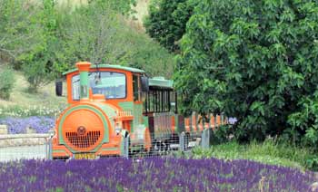 train at Jerusalem botanic gardens