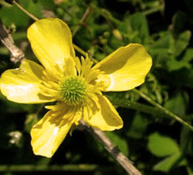 Flowers of Israel: Ranunculus millefolius (Nurit Yerushalmit)