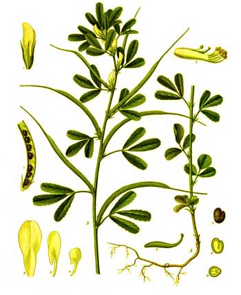 Flowers of Israel: Jerusalem Fenugreek (Trigonella kotschyi)