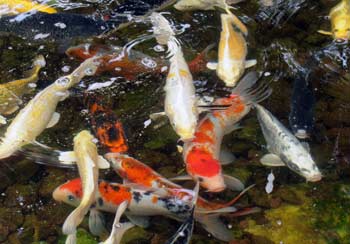 Koi in the fish petting pond at the Jerusalem Biblical Zoo
