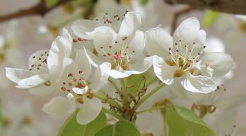 pear blossoms in Jerusalem