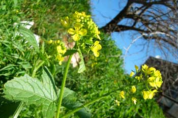 Healing plants of Israel: mustard flowers in Jerusalem