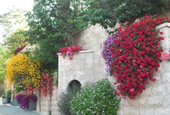 flowers in Jerusale