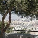 olive tree in Jerusalem