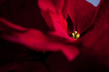 chrsitmas in Jerusalem red poinsetta